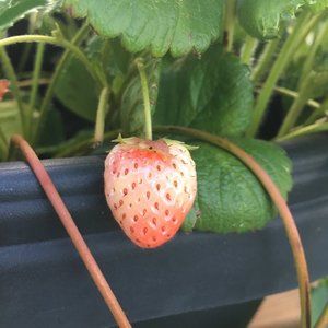 Meet your Posher, Leens